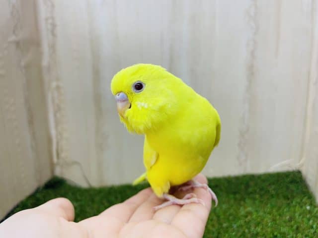 最新画像になりますよ‼️大人っぽい雰囲気漂うセキセイさん！！　セキセイインコ　ルチノー