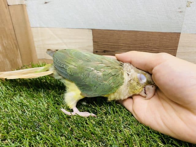 ホオミドリウロコインコ