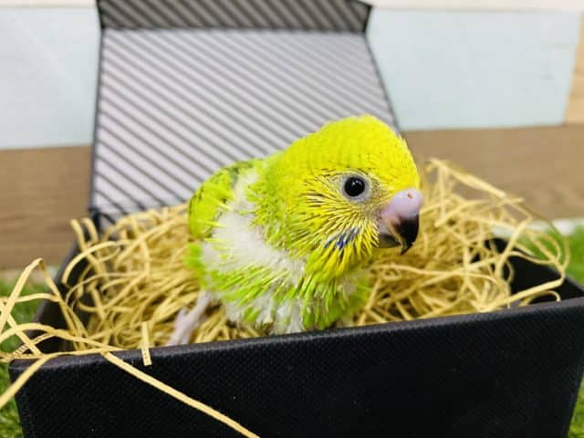 セキセイインコ