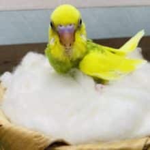 明るめカラーの元気なコ！！セキセイインコのスパングルパイドカラー！