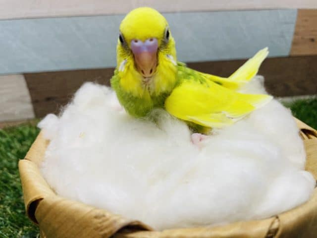 明るめカラーの元気なコ！！セキセイインコのスパングルパイドカラー！