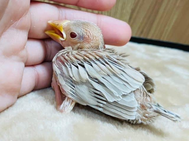 シナモン文鳥