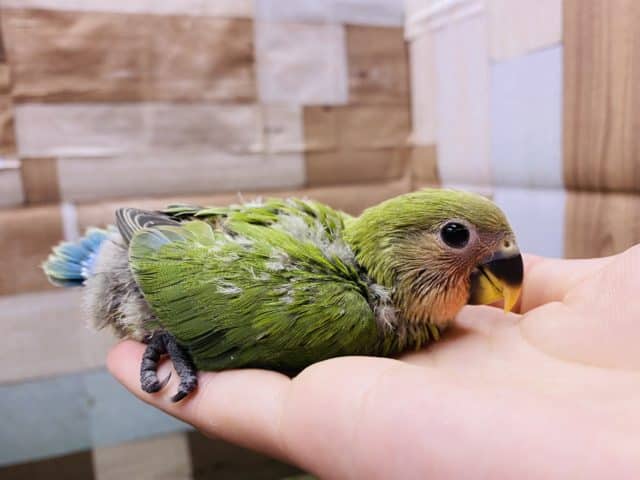 コザクラインコ（小桜インコ）