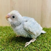 背中に注目〜！！とっても綺麗なんです✨　セキセイインコ　スパングルパイド