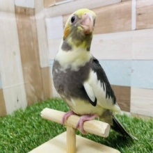 立派になってきた人気カラーのコ！オカメインコのパイドカラー！