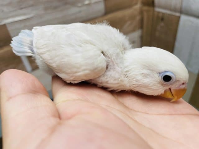 シロボタンインコ