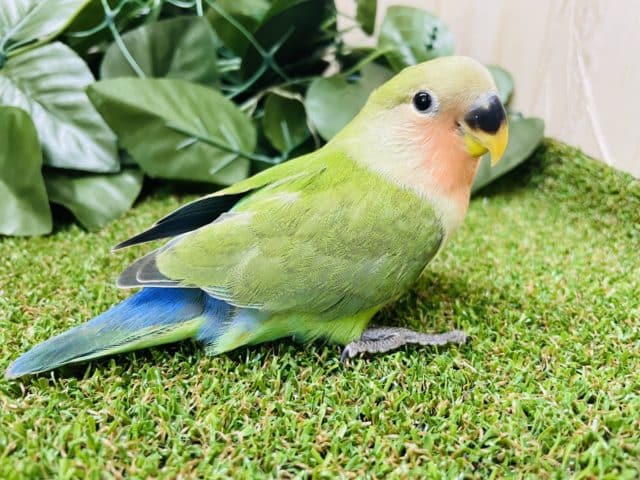 コザクラインコ（小桜インコ）