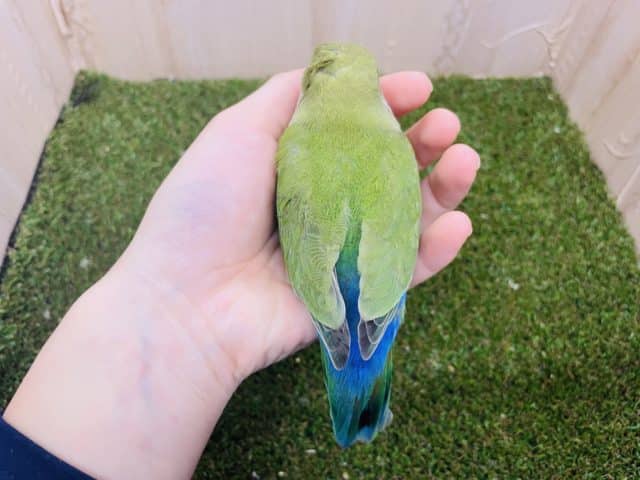 コザクラインコ（小桜インコ）