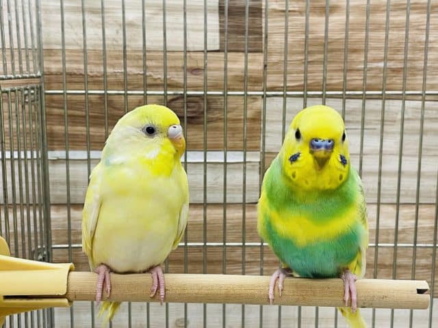 セキセイインコ