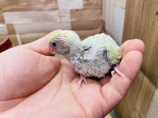 セキセイインコ