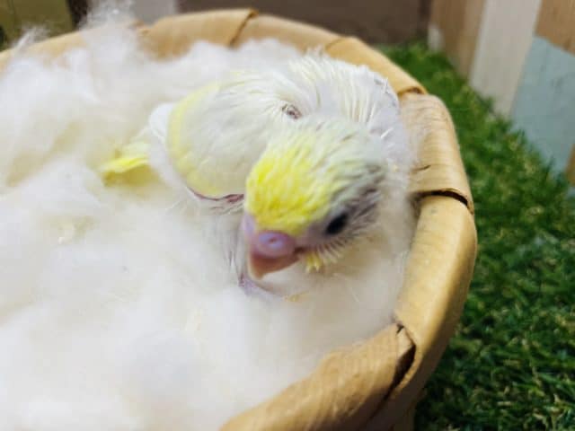 セキセイインコ