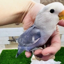 最新画像更新☆小桜インコさん(バイオレットパイド)入荷しました〜❤