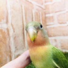 【コザクラ祭り！】コザクラインコ　オパーリン（ノーマル）入舎です！　Ｒ４　９／９撮影