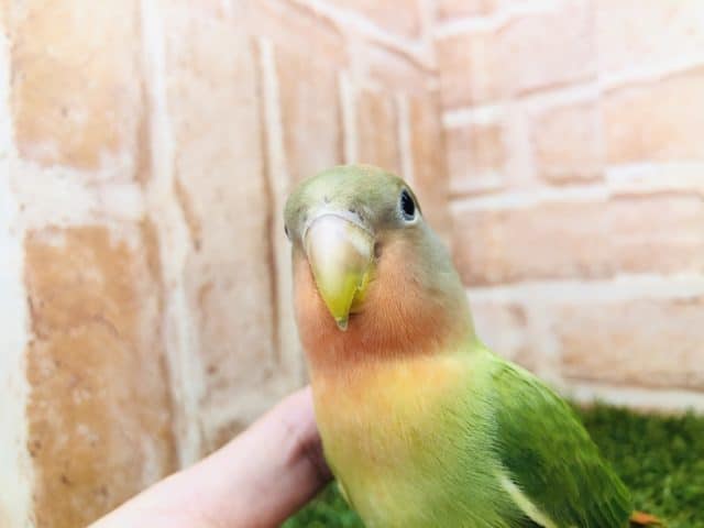 【コザクラ祭り！】コザクラインコ　オパーリン（ノーマル）入舎です！　Ｒ４　９／９撮影