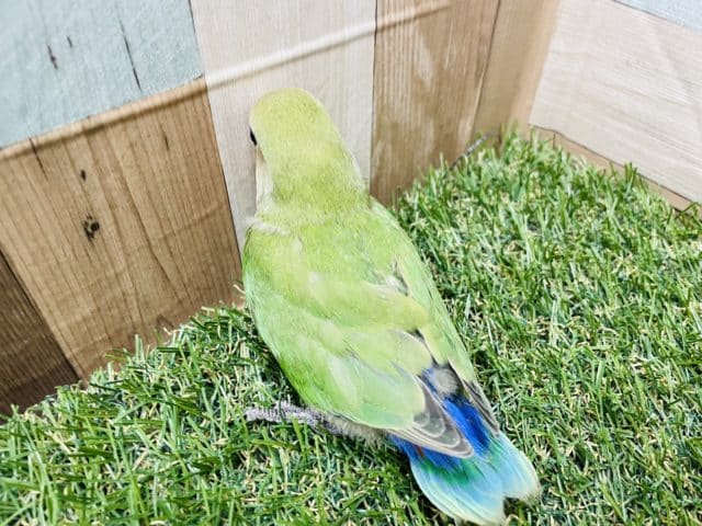 コザクラインコ（小桜インコ）