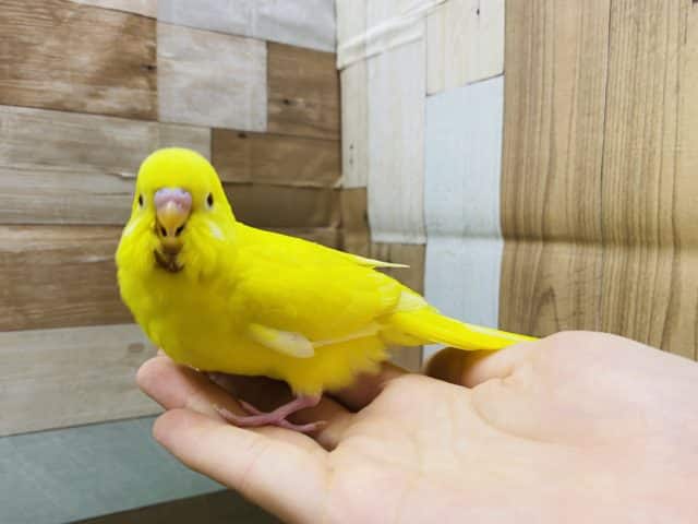 セキセイインコ