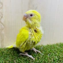 キメ顔がお得意さん？？　かっこいい雰囲気を持ち合わせたセキセイさん！　セキセイインコ　ルチノー