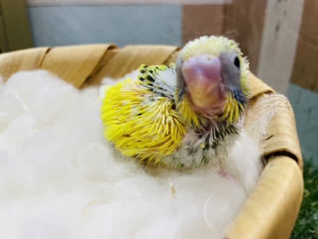 セキセイインコ