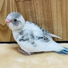 やや久しぶりの子！セキセイインコ(ハルクイン)ヒナ