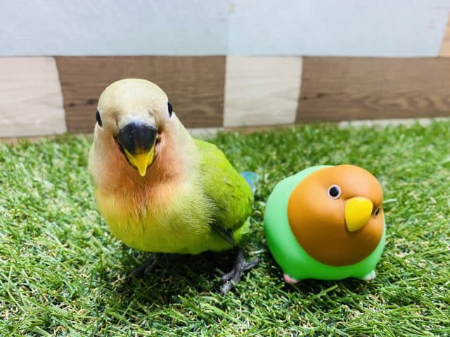 コザクラインコ（小桜インコ）