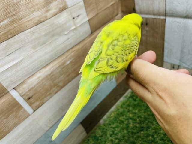 セキセイインコ