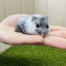 黒白カラーのハムスターなんです‼️② マーブルハムスター　女の子