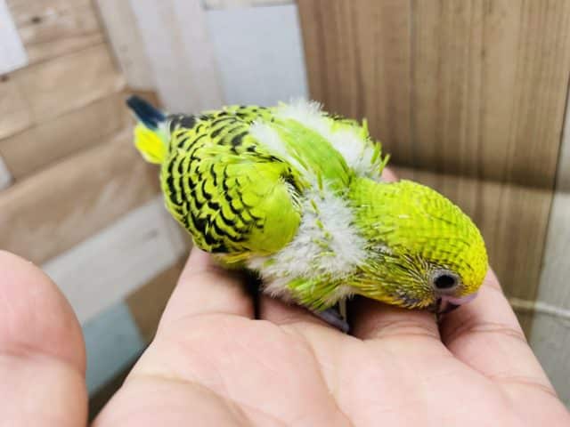 セキセイインコ