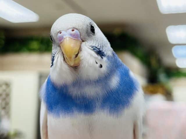 【最新画像更新！1人餌カゴデビュー‪☆】大人びてるけどまだヒナっ子‪☆セキセイインコ(パイド)ヒナ