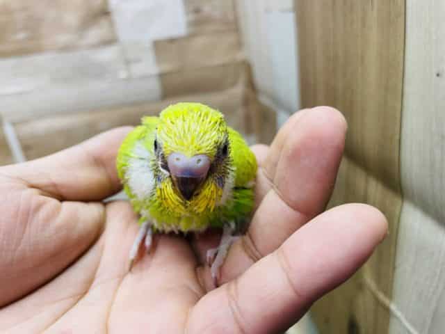 セキセイインコ