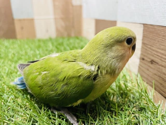 コザクラインコ（小桜インコ）