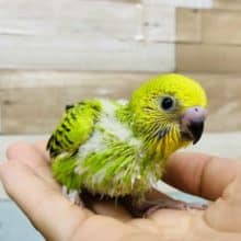 セキセイインコ代表のカラーです！！オパーリン♪