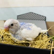 元気いっぱい食欲旺盛です☆セキセイインコパイド！