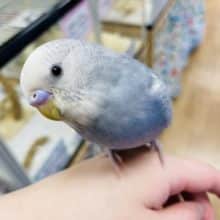 レアカラーの甘えんぼ♡♡セキセイインコ(グレースパングル)