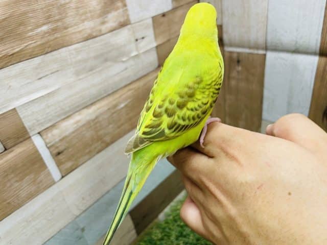 セキセイインコ