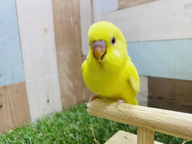 セキセイインコ