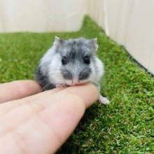 黒白カラーのハムスターなんです‼️① 　マーブルハムスター　女の子