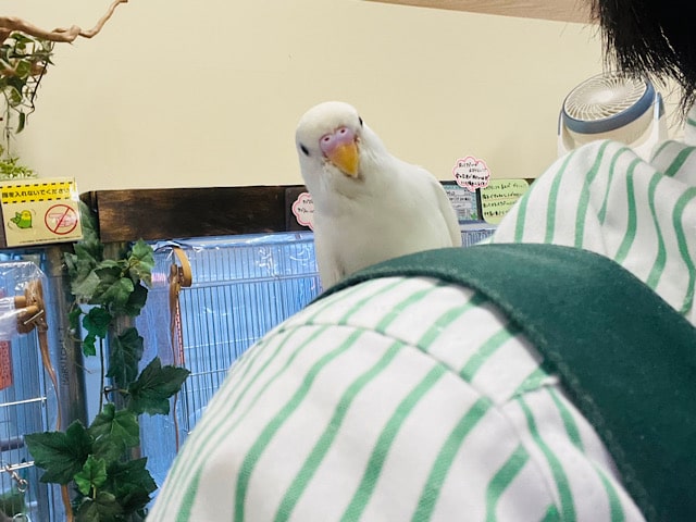 セキセイインコ