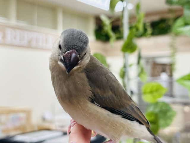 桜文鳥