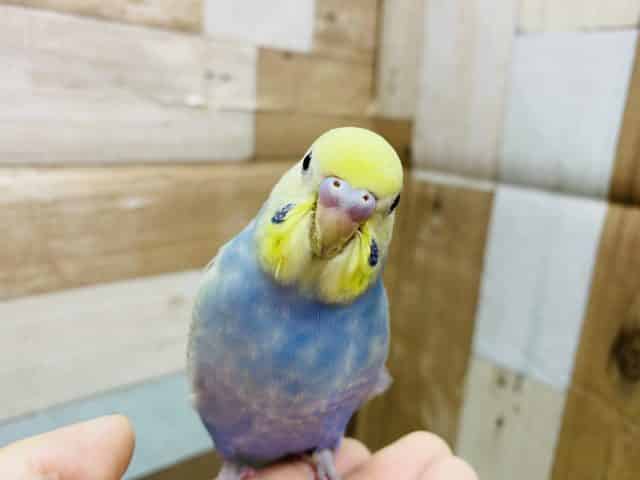 最新画像有り！あまり見かけない？暗くて落ち着きのある色味のセキセイインコ！