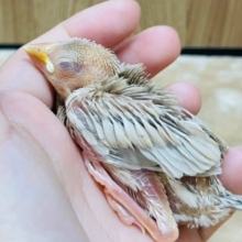 優しいカラーの赤目さん♬︎♡シナモン文鳥‪☆ヒナ