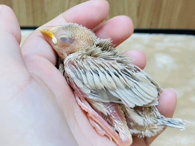 優しいカラーの赤目さん♬︎♡シナモン文鳥‪☆ヒナ