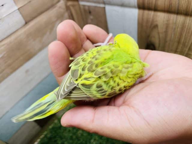 セキセイインコ