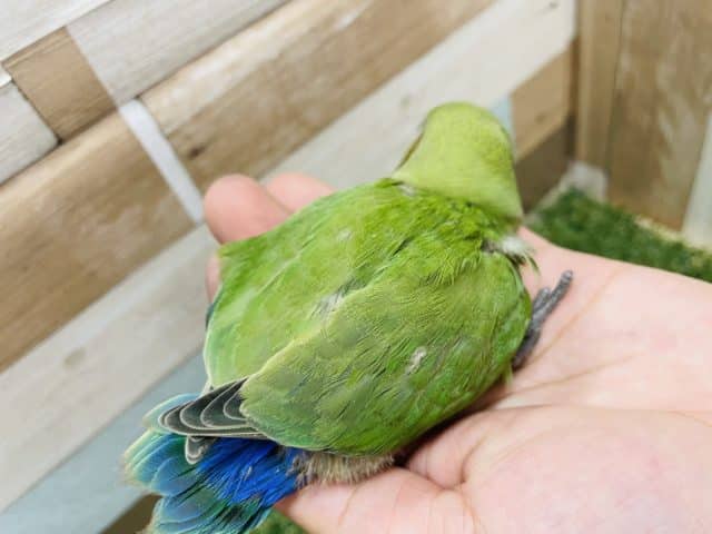 コザクラインコ（小桜インコ）