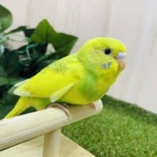 最新ナデナデ動画あります！優しい雰囲気のただようセキセイさん！　セキセイインコ　スパングルパイド