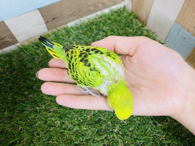 セキセイインコ