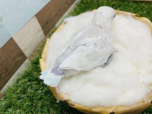 シロボタンインコ