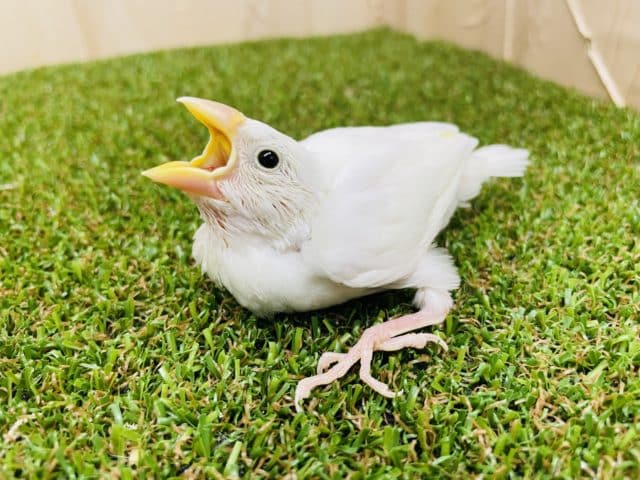 最新画像になりますよ‼️ピュアピュア白ちゃん！登場です！　白文鳥