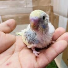 馴れる予感がプンプンします！セキセイインコのパステルレインボーパイドカラー！