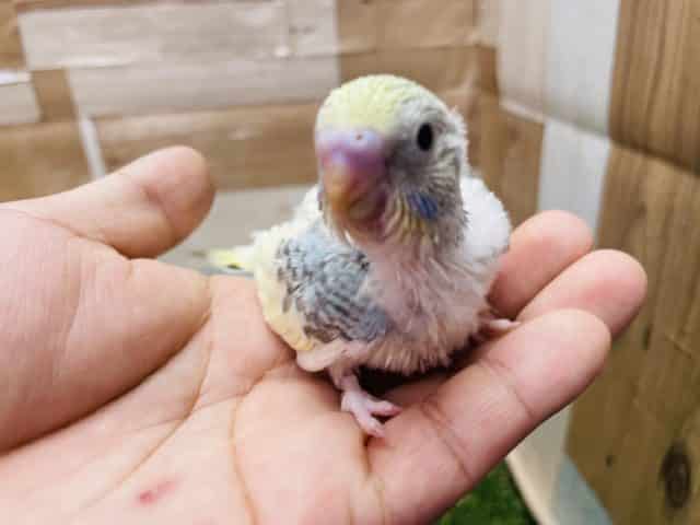 馴れる予感がプンプンします！セキセイインコのパステルレインボーパイドカラー！