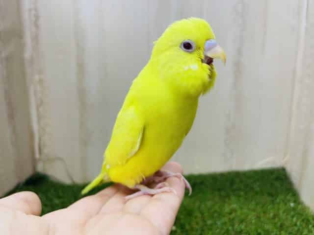 セキセイインコ